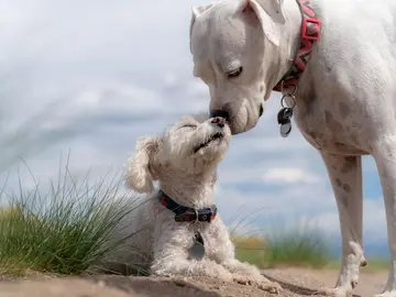 Perros Perros