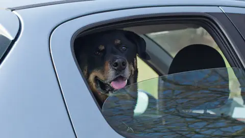 Perro viajando en coche Perro viajando en coche