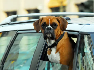 5 consejos de seguridad para viajar con perros y gatos 5 consejos de seguridad para viajar con perros y gatos