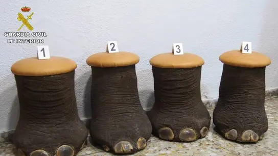 Intervienen en Alicante cuatro patas de elefante convertidas en banquetas que se vendían en Internet Intervienen en Alicante cuatro patas de elefante convertidas en banquetas que se vendían en Internet