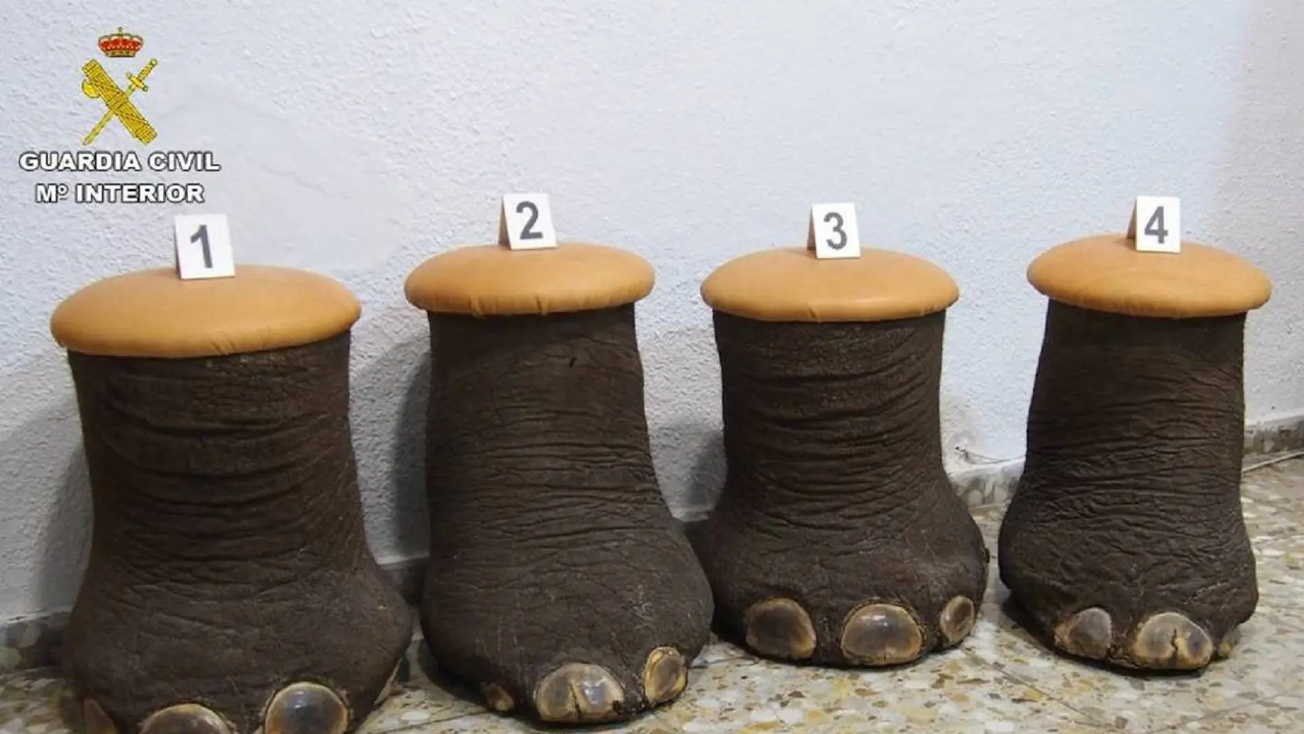 Intervienen en Alicante cuatro patas de elefante convertidas en banquetas que se vendían en Internet