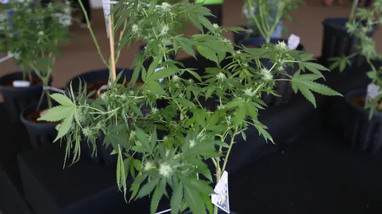 Las impactantes imágenes de una plantación ilegal de marihuana en el interior de una casa ocupada Alertados por un incendio