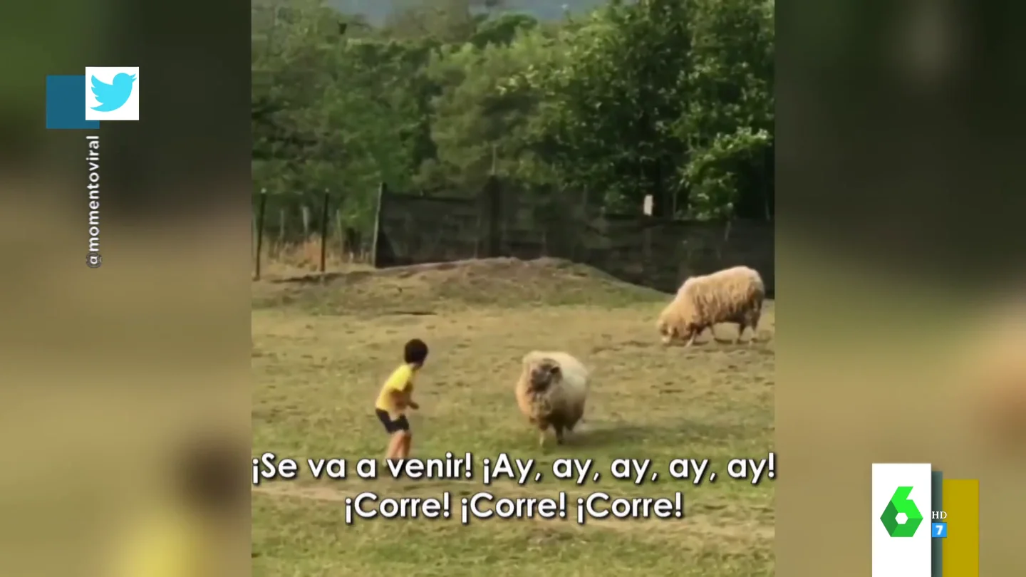 La reacción de una oveja cuando un niño se acerca a ella La reacción de una oveja cuando un niño se acerca a ella