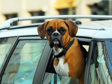 Perro viajando en coche Perro viajando en coche