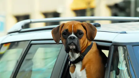 Perro viajando en coche Perro viajando en coche