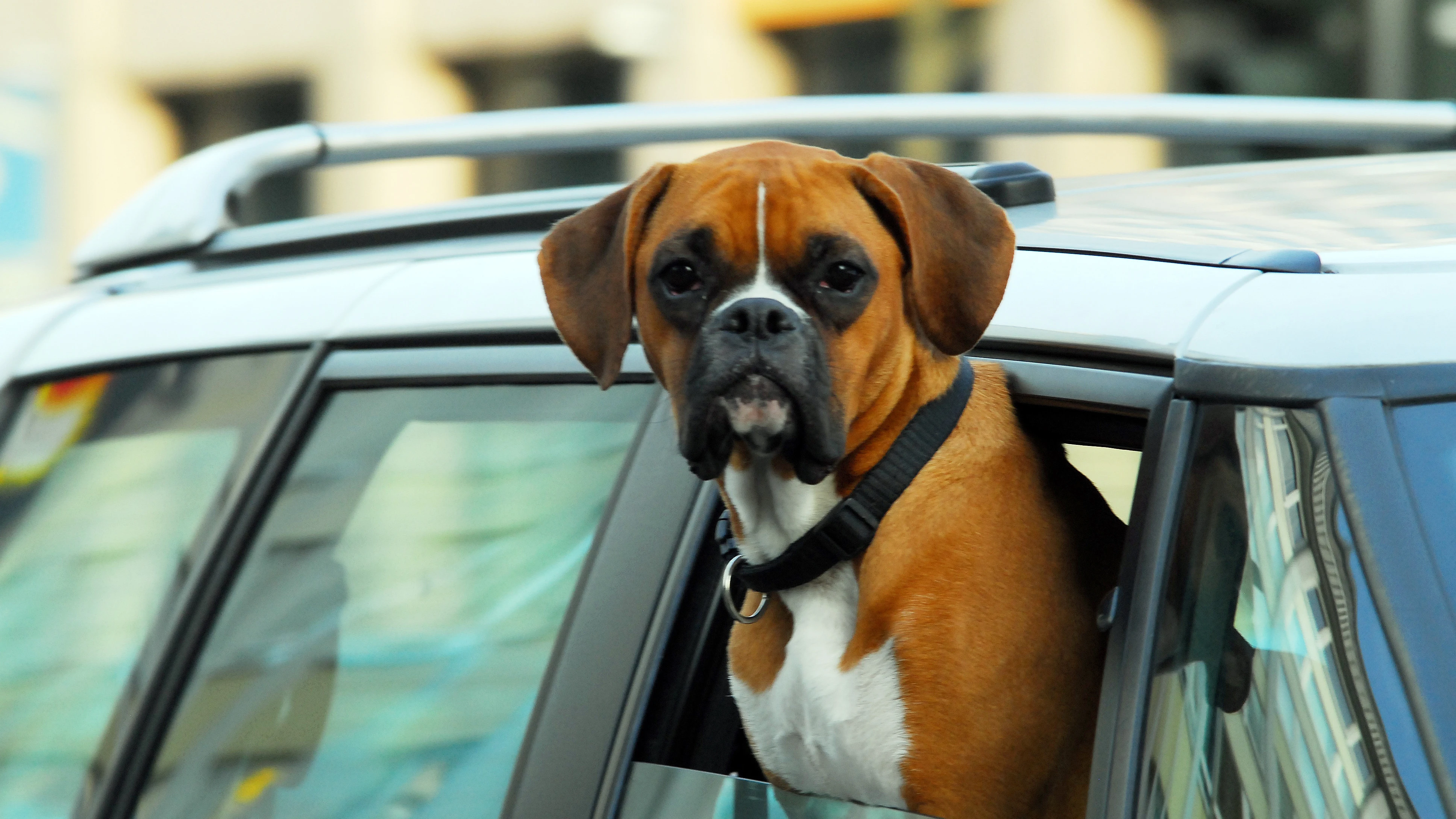 Perro viajando en coche