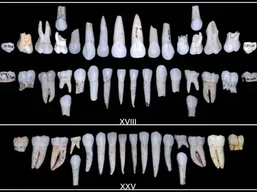 Imagen de dientes fosilizados Imagen de dientes fosilizados