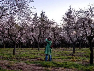 almendros florecidos de la Quinta de los Molinos almendros florecidos de la Quinta de los Molinos