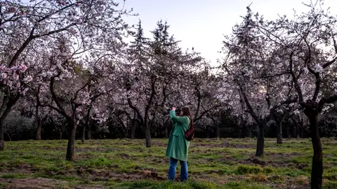 almendros florecidos de la Quinta de los Molinos almendros florecidos de la Quinta de los Molinos
