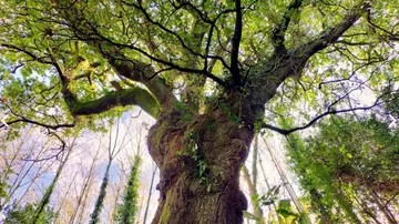 El Carballo de Conxo, el árbol gallego de la libertad que puede convertirse en el mejor de Europa