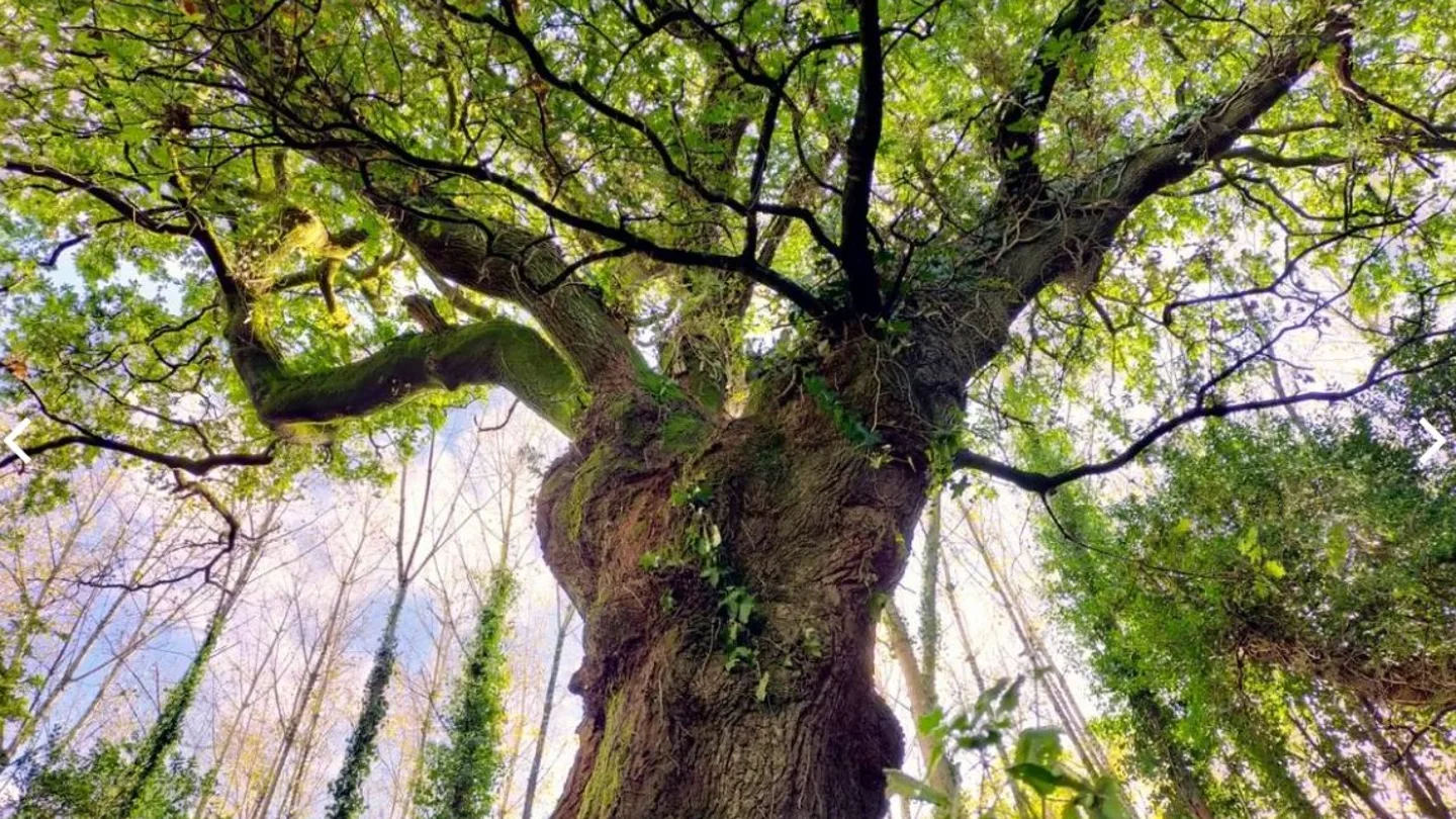 El Carballo de Conxo, el árbol gallego de la libertad que puede convertirse en el mejor de Europa El Carballo de Conxo, el árbol gallego de la libertad que puede convertirse en el mejor de Europa