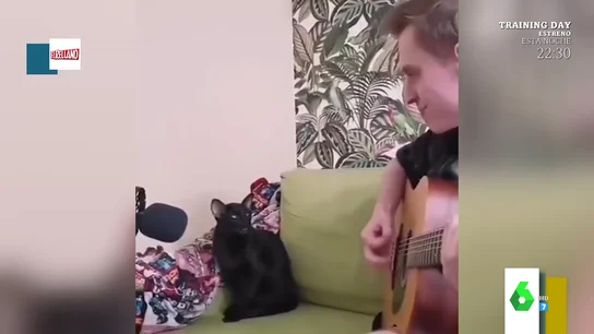 Gato cantante Gato cantante