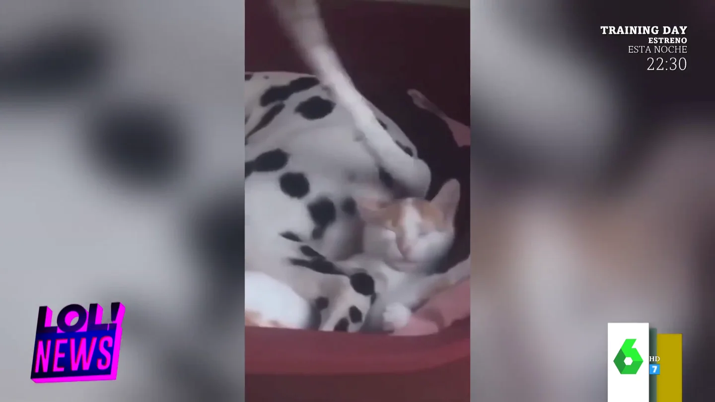 El mal rato de un gato mientras un perro le golpea una y otra vez con el rabo El mal rato de un gato mientras un perro le golpea una y otra vez con el rabo