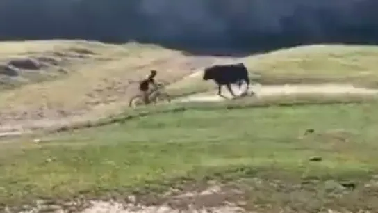 Un toro embiste al ciclista Un toro embiste al ciclista