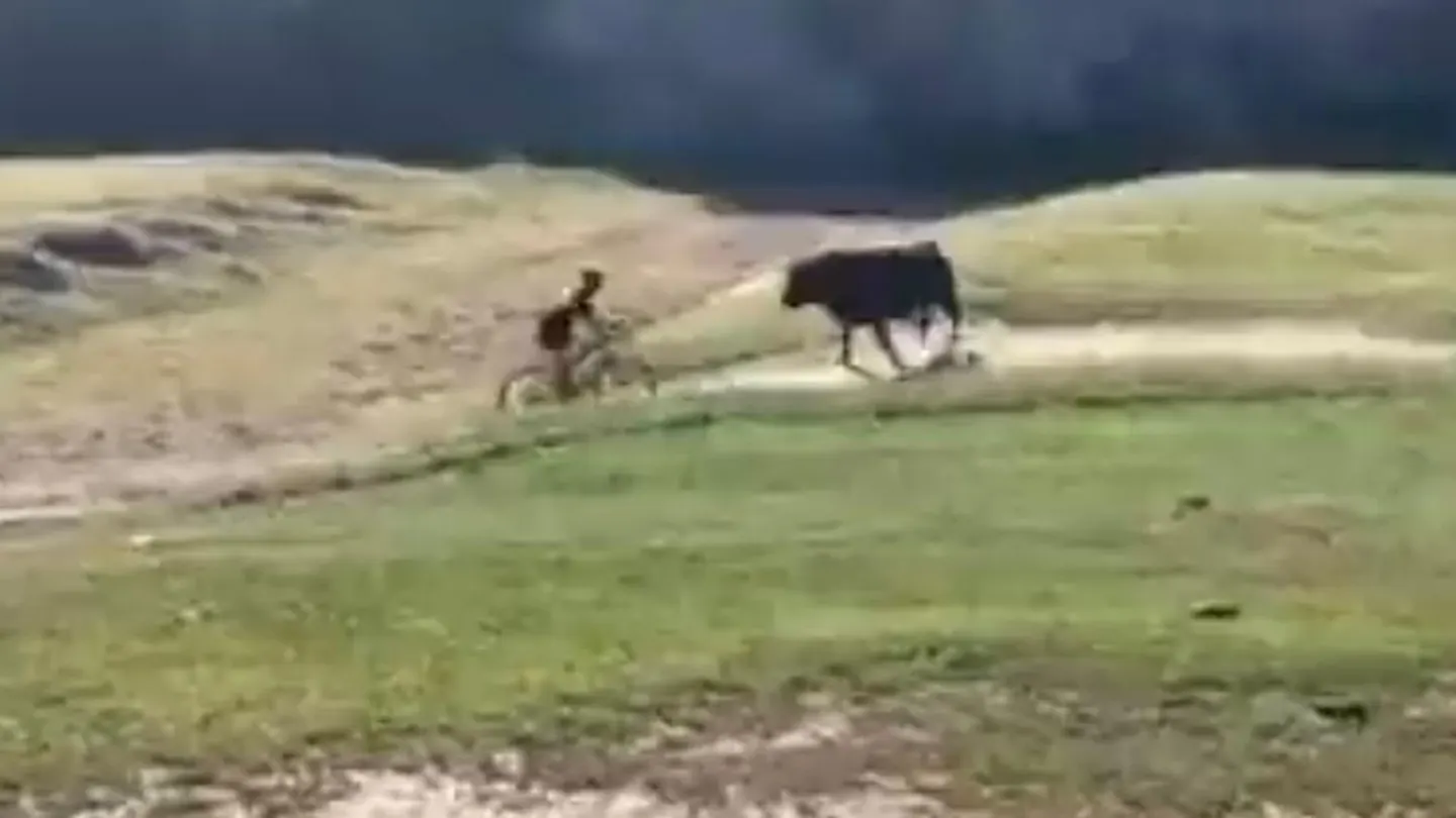 Un toro embiste al ciclista Un toro embiste al ciclista