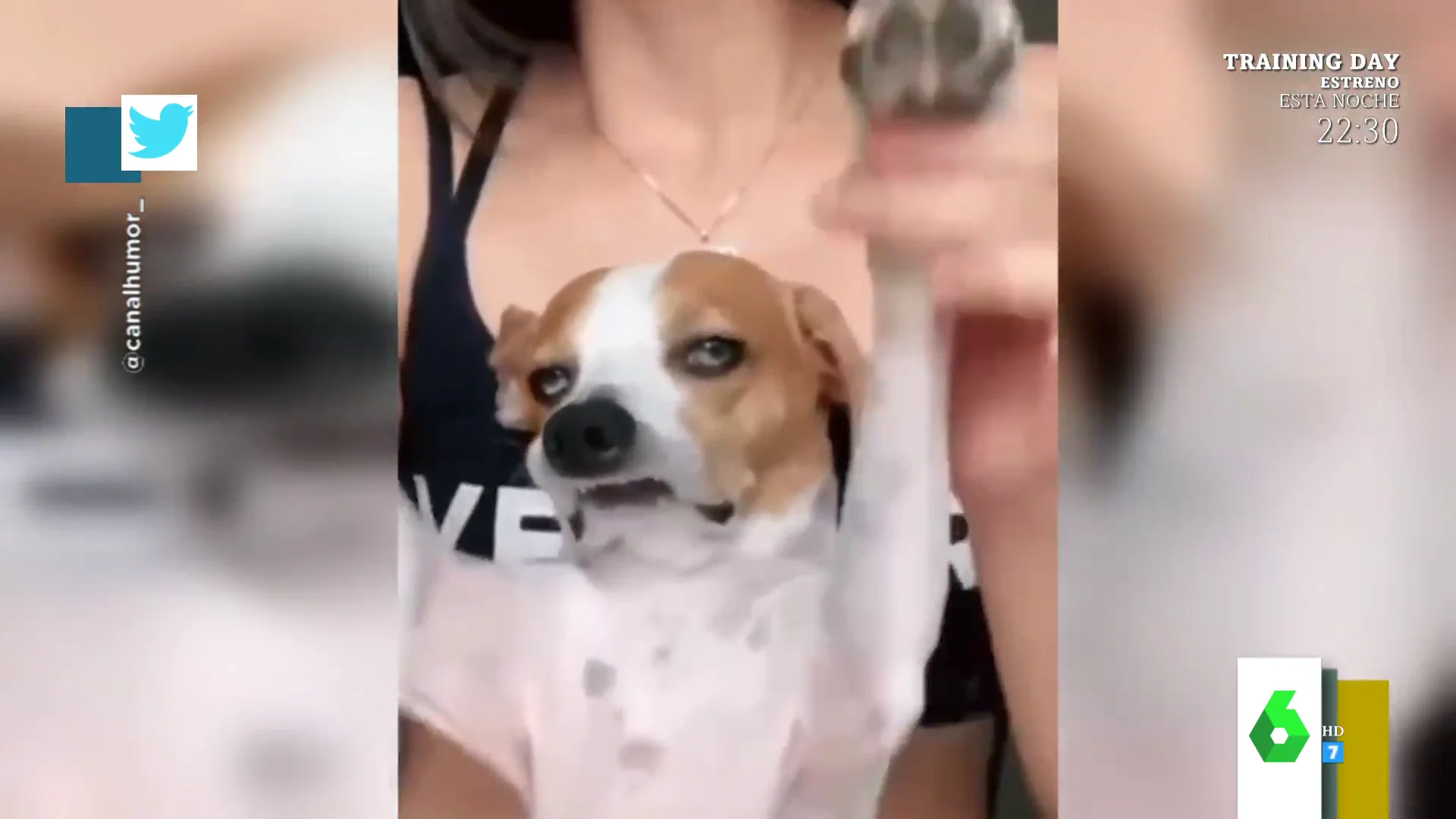 La mirada de un perro harto de que su dueña le haga bailar