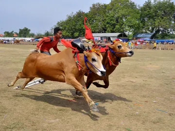 Carreras de vacas en Indonesia Carreras de vacas en Indonesia