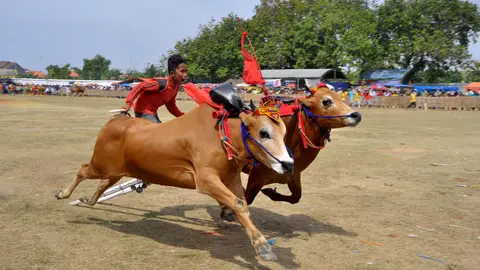 Carreras de vacas en Indonesia Carreras de vacas en Indonesia