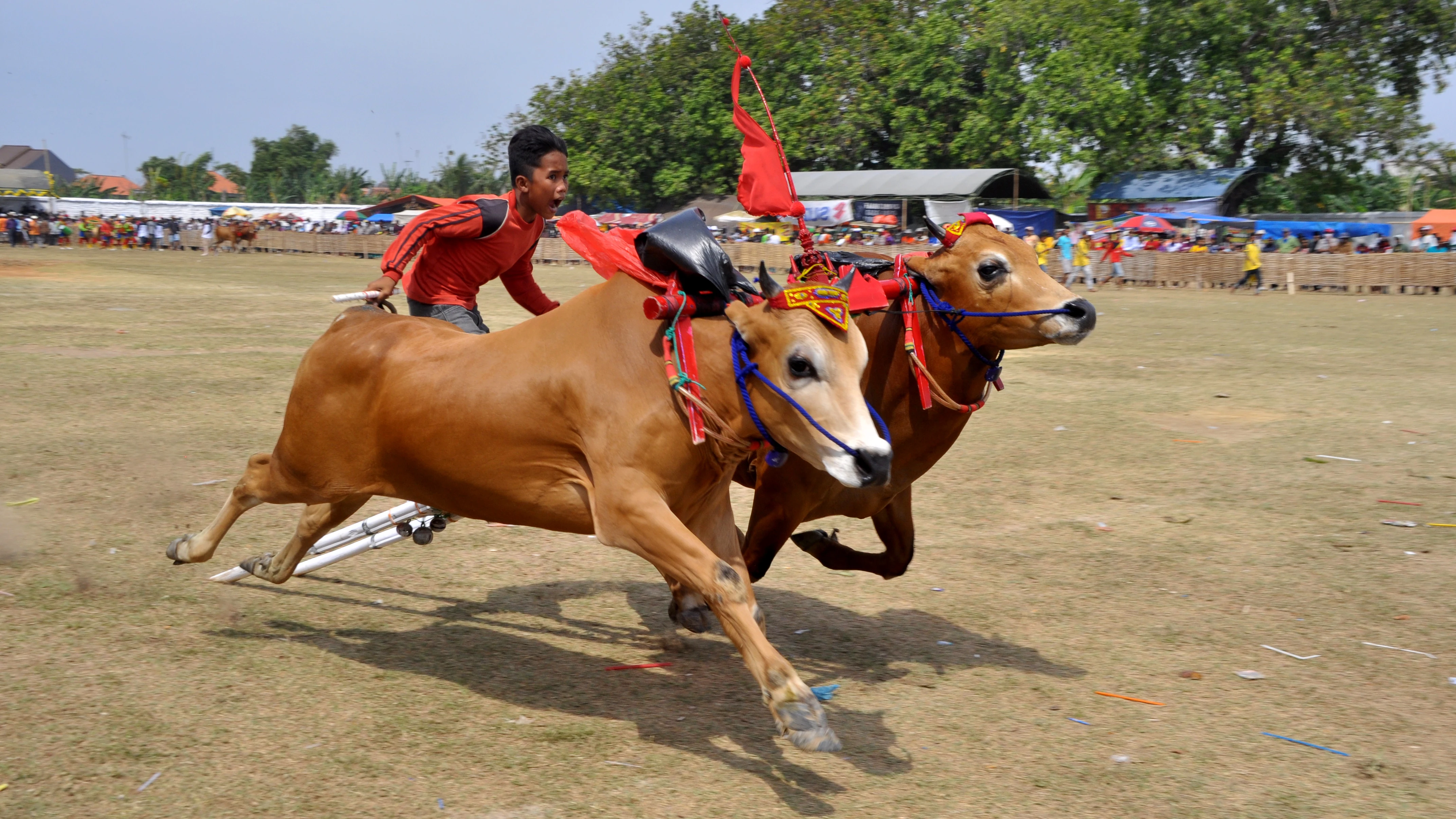 Carreras de vacas en Indonesia Carreras de vacas en Indonesia
