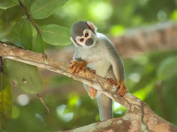 Mono araña Mono araña