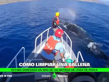 Una ballena jorobada es liberada tras enredarse en una línea de pesca en Hawái