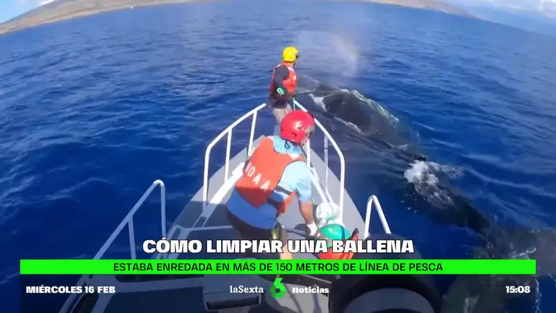 Una ballena jorobada es liberada tras enredarse en una línea de pesca en Hawái