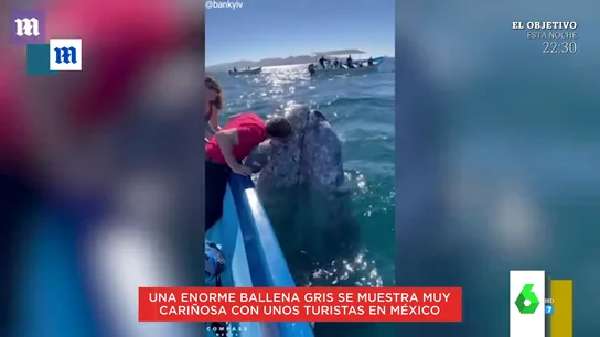 Los arrumacos de una ballena gris con un grupo de turistas en México Los arrumacos de una ballena gris con un grupo de turistas en México