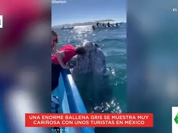 Los arrumacos de una ballena gris con un grupo de turistas en México