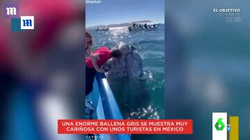 Los arrumacos de una ballena gris con un grupo de turistas en México