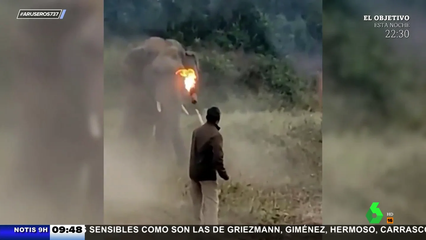 elefante elefante
