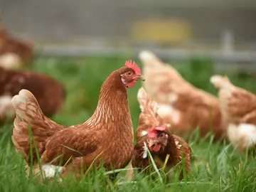 Gallinas Gallinas