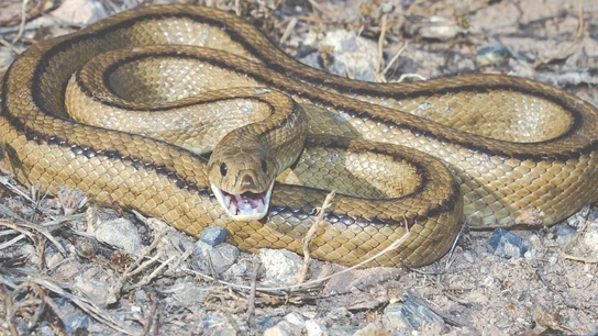Imagen de una serpiente Imagen de una serpiente