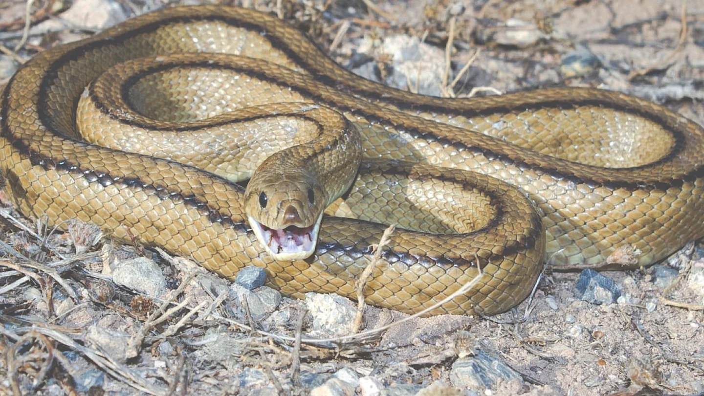 Imagen de una serpiente Imagen de una serpiente