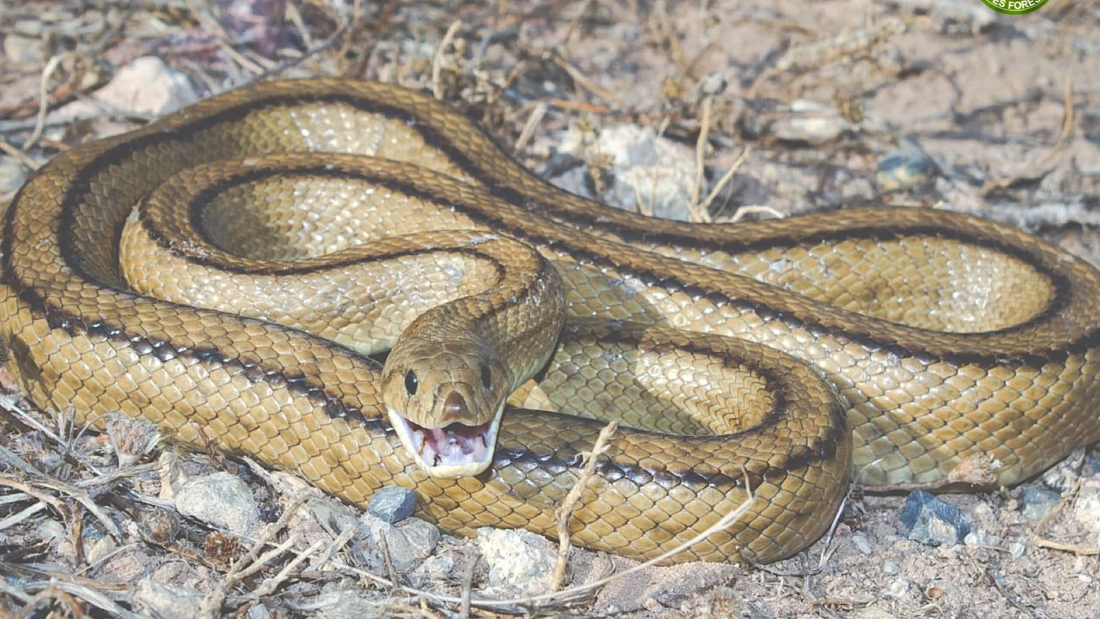 Imagen de una serpiente