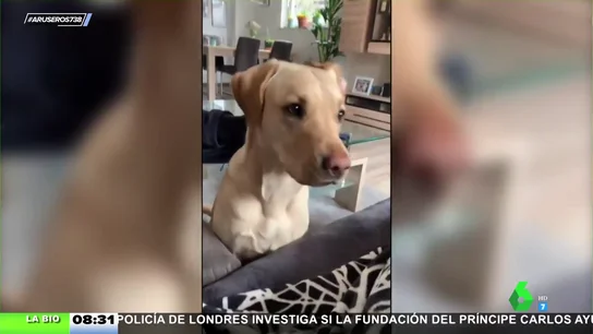 Perros Perros