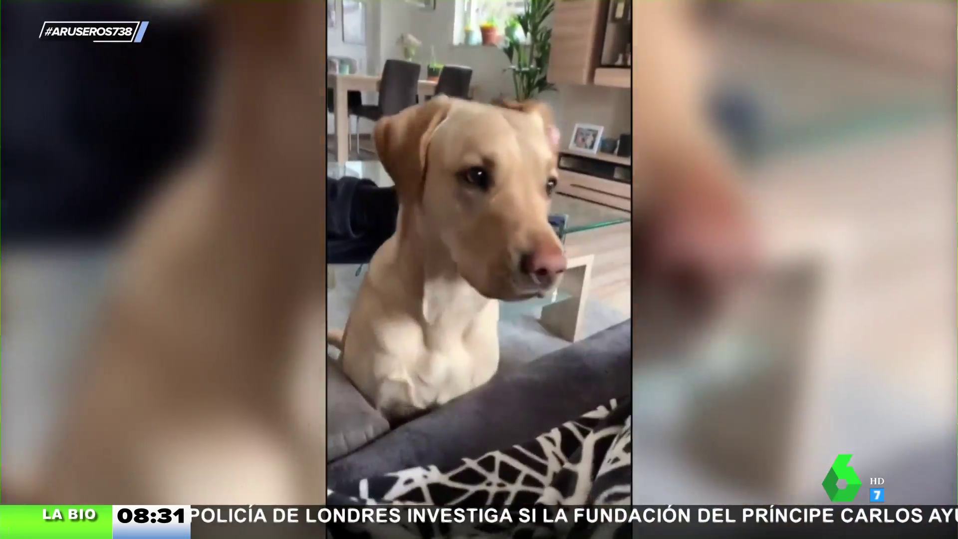 cuál es el mejor perro para una persona perezosa