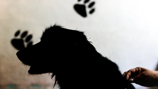 El maltrato animal se penará hasta con 24 meses de prisión en el Código Penal El maltrato animal se penará hasta con 24 meses de prisión en el Código Penal