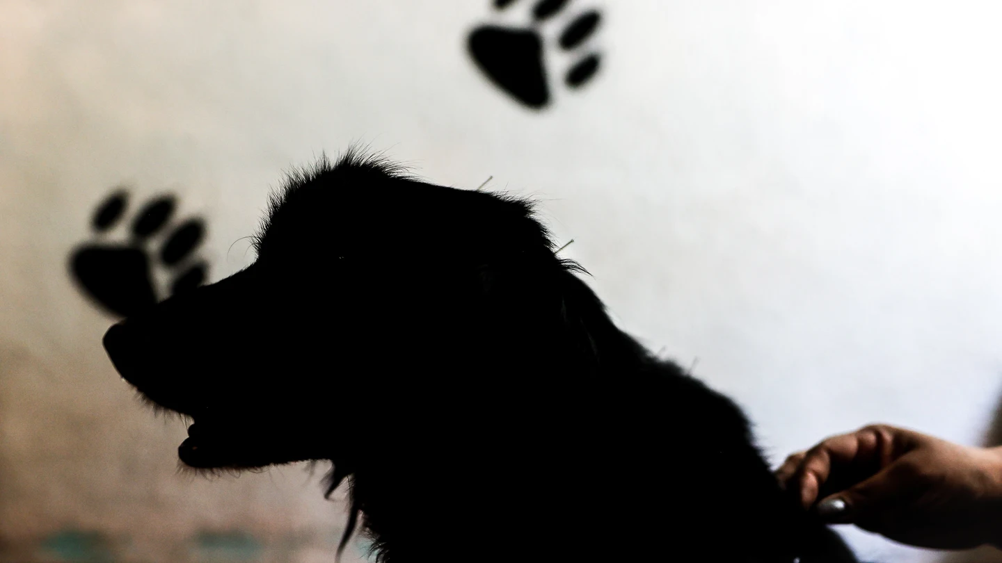 El maltrato animal se penará hasta con 24 meses de prisión en el Código Penal El maltrato animal se penará hasta con 24 meses de prisión en el Código Penal