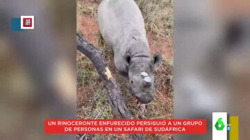 El impactante momento en el que un rinoceronte persigue a un grupo de turistas en un safari de Sudáfrica