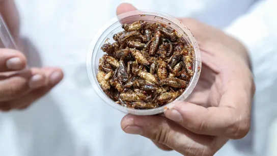 La Comisión Europea autoriza los grillos como alimento en la UE Fuente de proteína