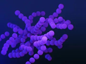 Bacteria Bacteria