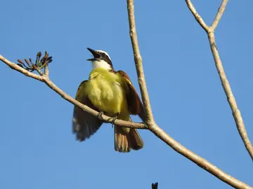 Pájaro Pájaro