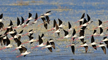 Aves en Doñana.