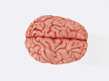 Cerebro Cerebro