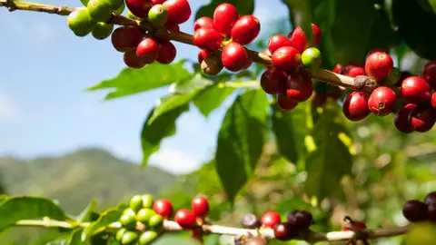 Café Café