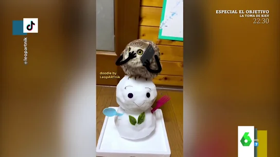 Del gato que boxea al búho que llama por teléfono: los vídeos de TikTok más surrealistas sobre animales Del gato que boxea al búho que llama por teléfono: los vídeos de TikTok más surrealistas sobre animales