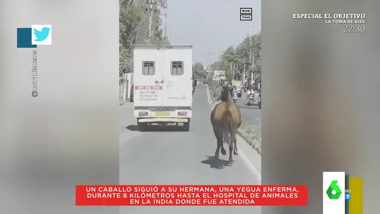Un caballo corre durante 8 kilómetros tras una ambulancia en la que trasladaban a una yegua enferma Un caballo corre durante 8 kilómetros tras una ambulancia en la que trasladaban a una yegua enferma