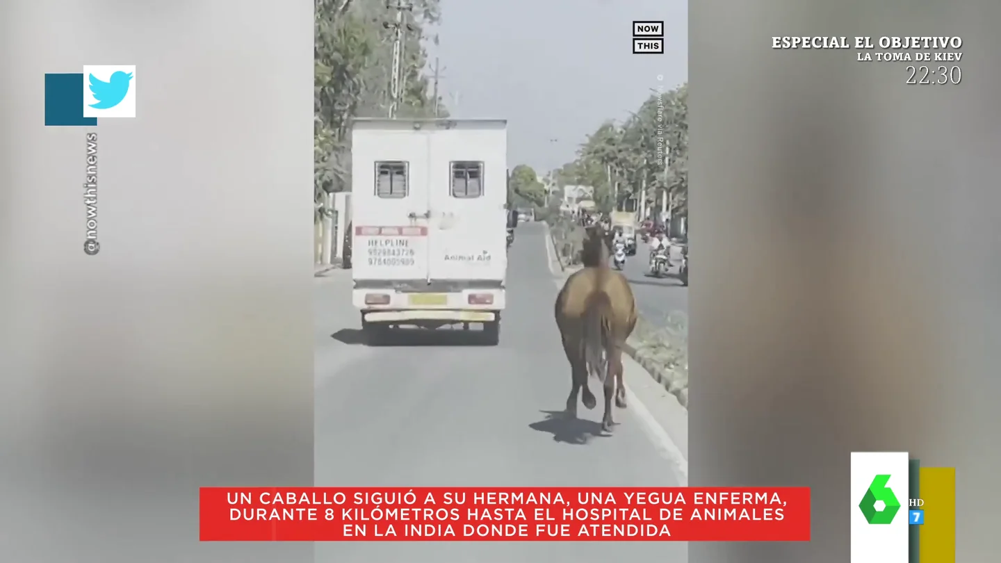 Un caballo corre durante 8 kilómetros tras una ambulancia en la que trasladaban a una yegua enferma Un caballo corre durante 8 kilómetros tras una ambulancia en la que trasladaban a una yegua enferma