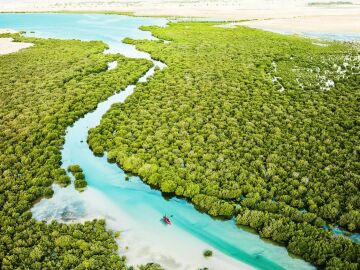 Al Thakira, un humedal y reserva natural de manglares… en Qatar