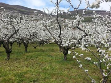 2 rutas para disfrutar de la floración del Valle del Jerte